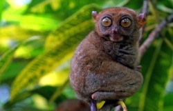 Koboldmaki (Tarsier) auf Bohol  (Bild: Philippines Department of Tourism)